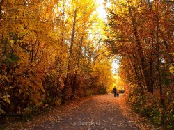 fall, edmonton, mill creek ravine