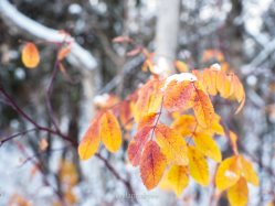 edmonton, winter, nature, november