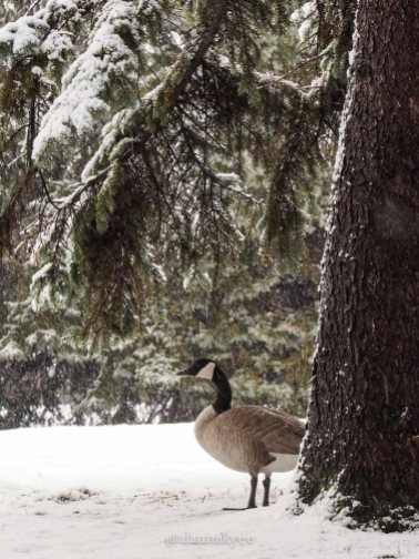 yeg, edmonton, lookbook, april, winter, spring, canada geese, hawrelak park, canada goose