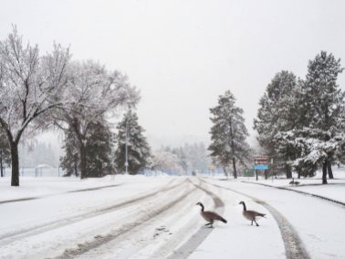 yeg, lookbook, winter, spring, canada geese, hawrelark park