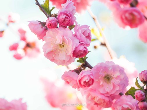 yeg, lookbook, may, spring, blossoms